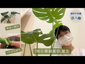 龜背芋 客廳